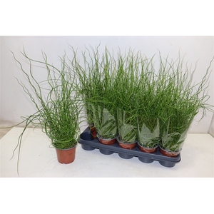 Juncus Ef Spiralis