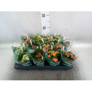 Kalanchoe blos. 'Rosalina'  ..mix 6