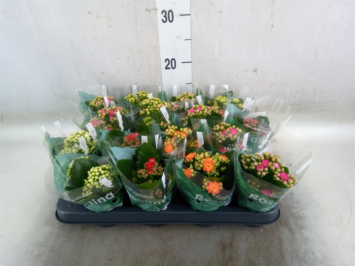 <h4>Kalanchoe blos. 'Rosalina'  ..mix 6</h4>
