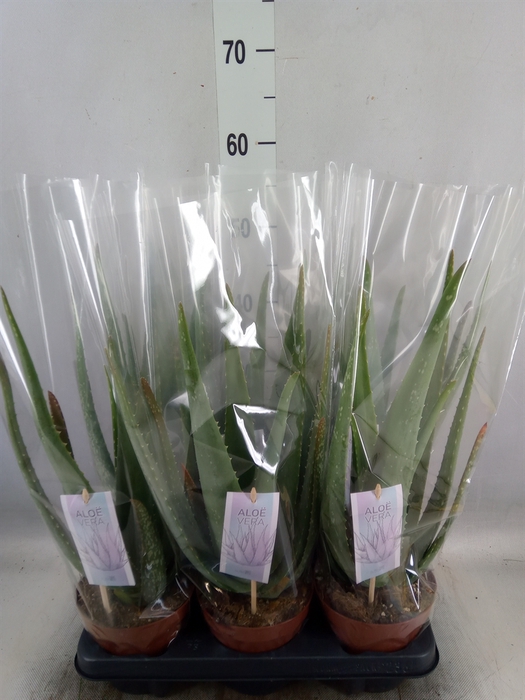 <h4>Aloe vera</h4>
