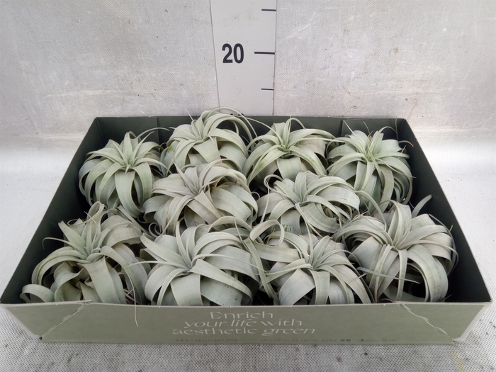 <h4>Tillandsia xerographica</h4>