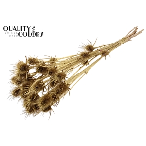 Cardi Distel Natural 10pc/bunch 55cm Gold