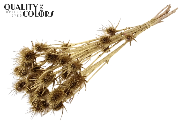 <h4>Cardi Distel Natural 10pc/bunch 55cm Gold</h4>