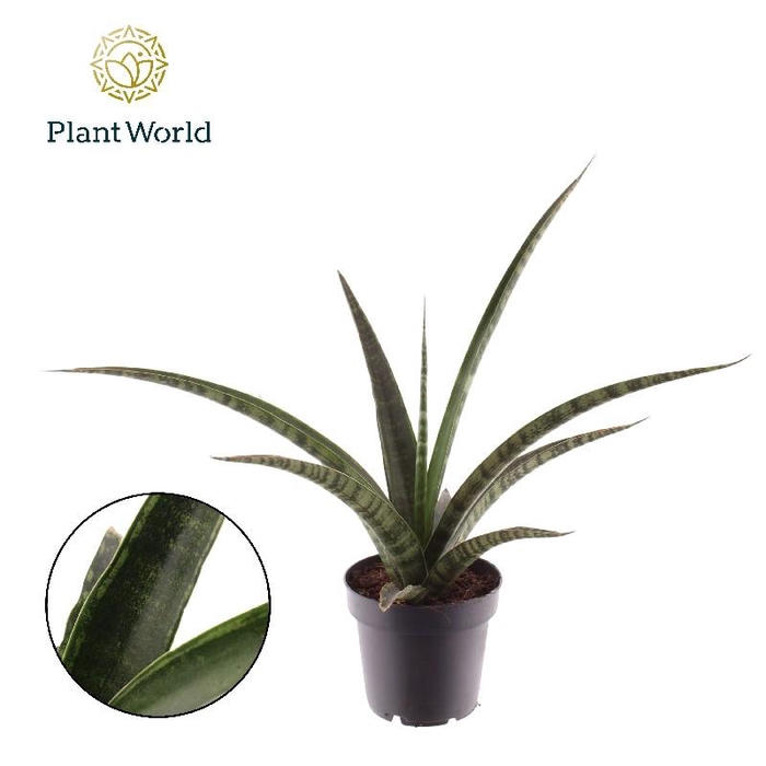 <h4>Sansevieria Overig Trifasciata Megan</h4>