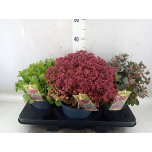 Sedum   ...