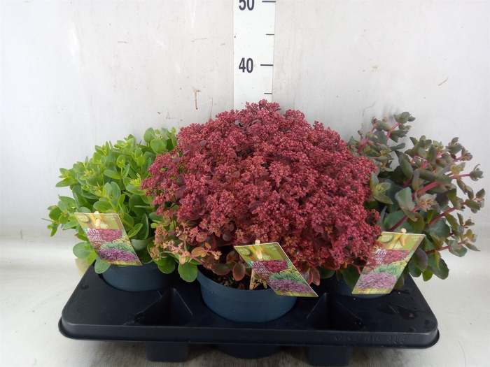 <h4>Sedum   ...</h4>