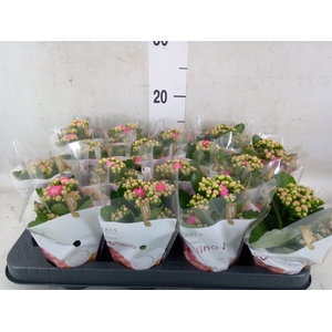 Kalanchoe blos. 'RosDon Nando'
