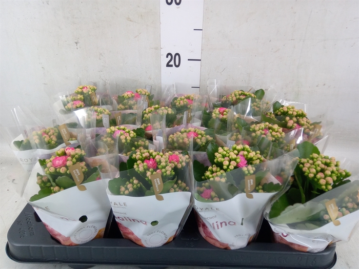 <h4>Kalanchoe blos. 'RosDon Nando'</h4>