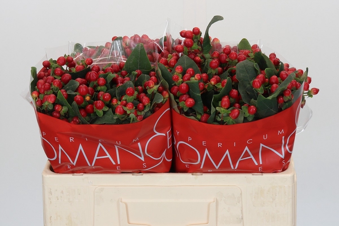 <h4>Hypericum True Romance</h4>