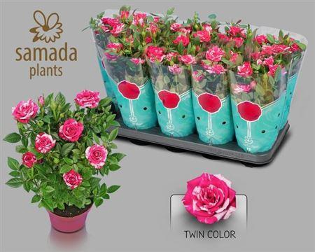 Ro Tu Twin Colour St