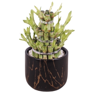 Lucky Bamboo Shape Round 3B Ø14cm Ceramic PL469