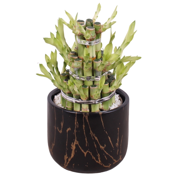 <h4>Lucky Bamboo Shape Round 3B Ø14cm Ceramic PL469</h4>