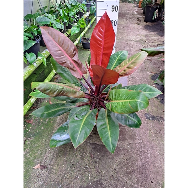 <h4>Philodendron 'Prince of Orange'</h4>