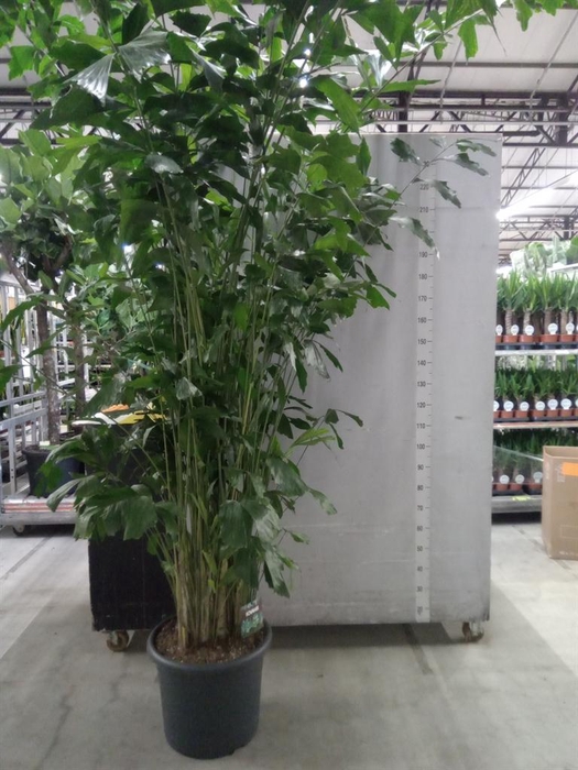 <h4>Caryota mitis</h4>