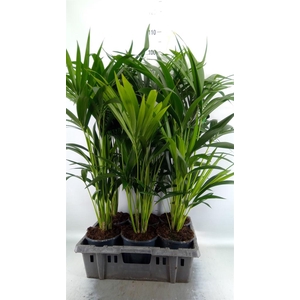 Howea forsteriana