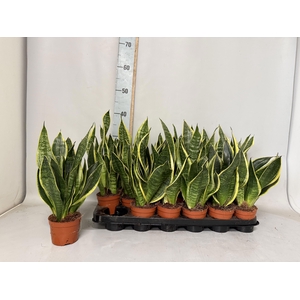 SANSEV FUTURA SUPERB