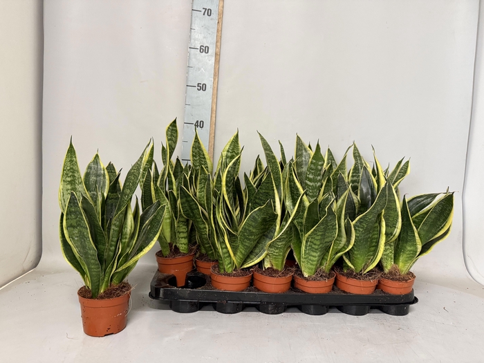 <h4>SANSEV FUTURA SUPERB</h4>