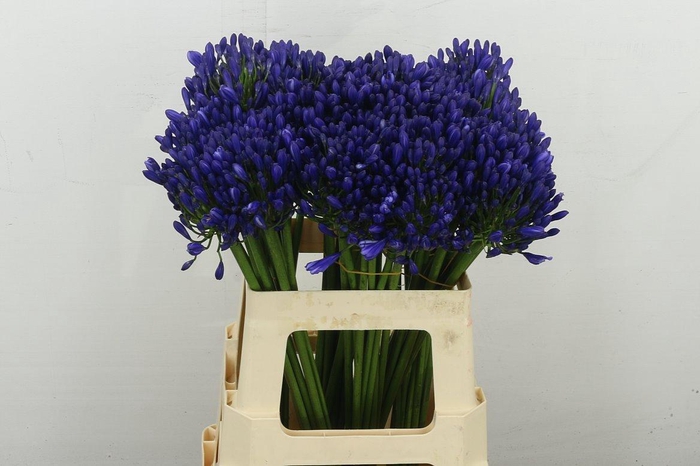 <h4>Agap Eyfori Blue</h4>