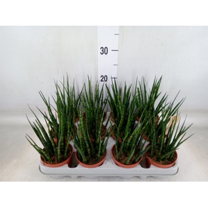Sansevieria  'Fernwood'