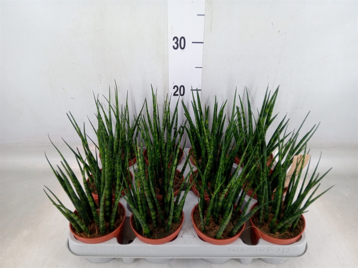 <h4>Sansevieria  'Fernwood'</h4>