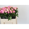 Paeonia Pink Giant
