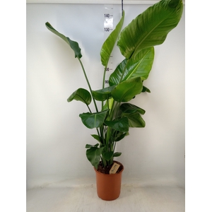 Strelitzia nicolai