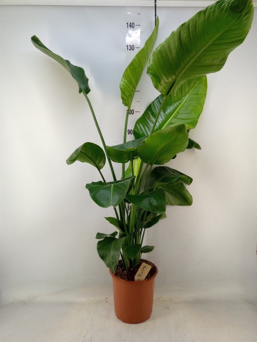 <h4>Strelitzia nicolai</h4>