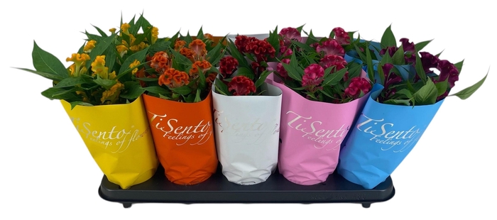 <h4>CEL CR TWISTED</h4>