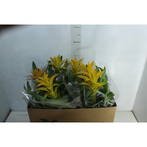 GUZMANIA AMARELA P14