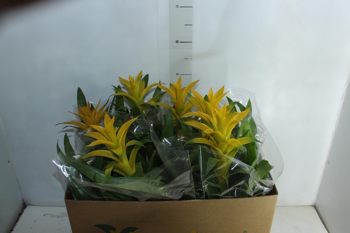 <h4>GUZMANIA AMARELA P14</h4>