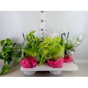 Epipremnum pinn.   HG  ...mix