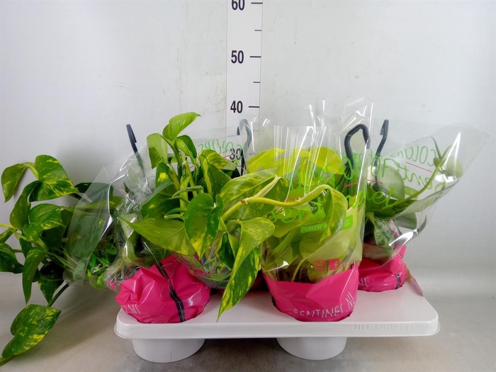 <h4>Epipremnum pinn.   HG  ...mix</h4>