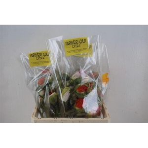 Papaver Mixed Extra P Stem