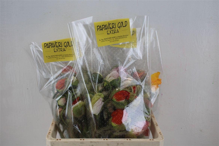 <h4>Papaver Mixed Extra P Stem</h4>