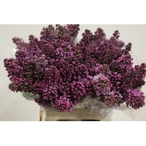 SYRINGA DARK KOSTER 2 KOP
