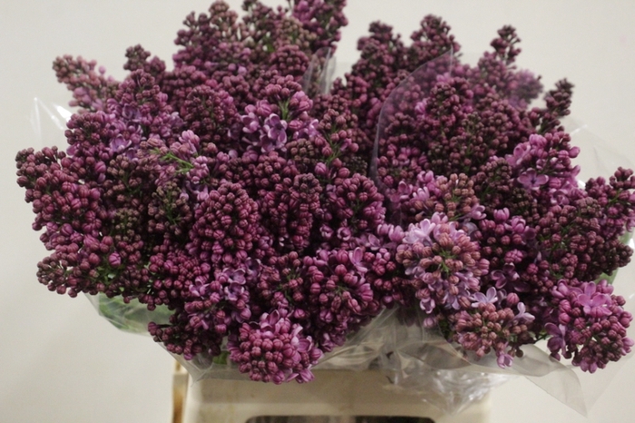 SYRINGA DARK KOSTER 2 KOP