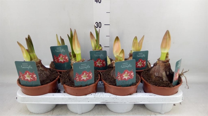 <h4>Hippeastrum   ...</h4>