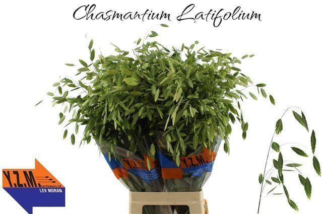 <h4>CHASMANTHIUM LATIFOLIUM</h4>