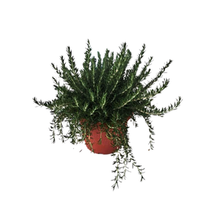 Rosmarinus officinalis overig