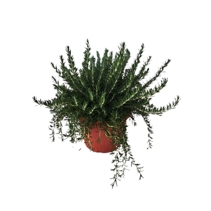 <h4>Rosmarinus officinalis overig</h4>