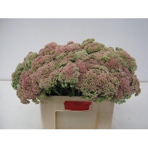 SEDUM SPECTABILE
