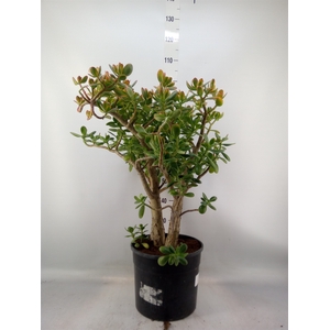 Crassula ovata 'Sunset'