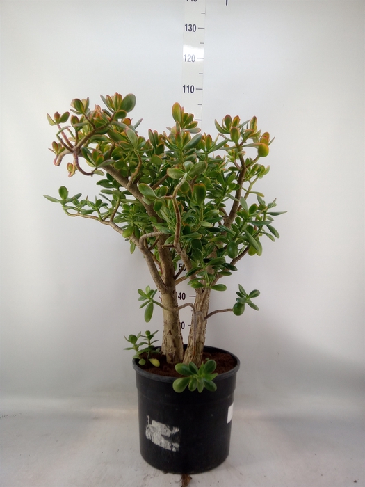 <h4>Crassula ovata 'Sunset'</h4>