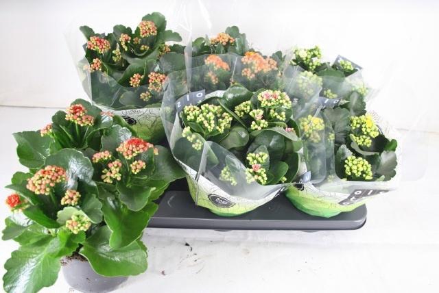 <h4>KAL GE GEM 5 KL</h4>