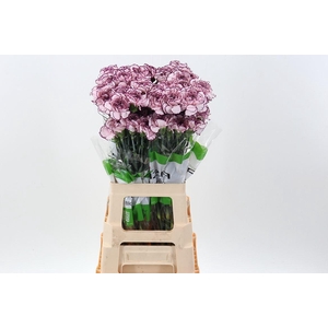 Dianthus ST 'Damascus'