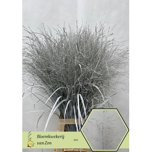 Siergras Klb White Frank Zon