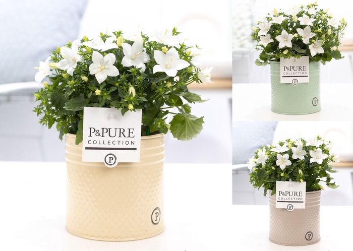 <h4>Campanula 'Atlanta' Pure Zinc Louise</h4>