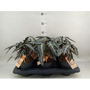 Alocasia 'Bambino Arrow'