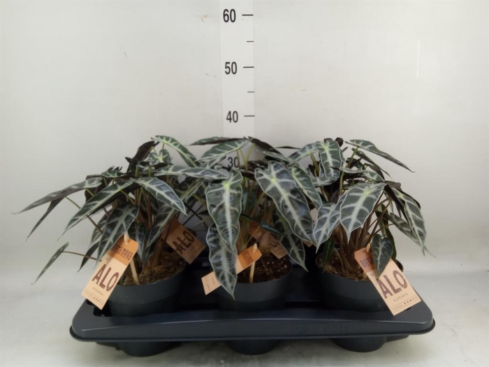 <h4>Alocasia 'Bambino Arrow'</h4>