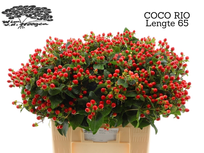 <h4>HYP COCO RIO</h4>